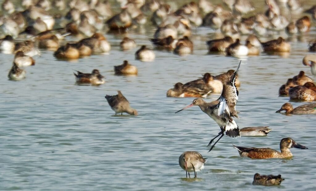 Surajpur Bird Sanctuary E1526041131797 1024x619